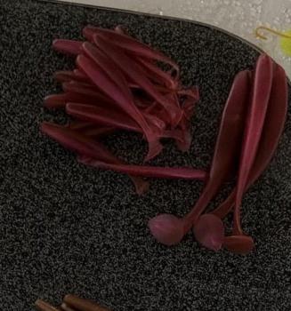 Zappelbude 12,5 cm Beppo – Dunkelrot/Bordeaux